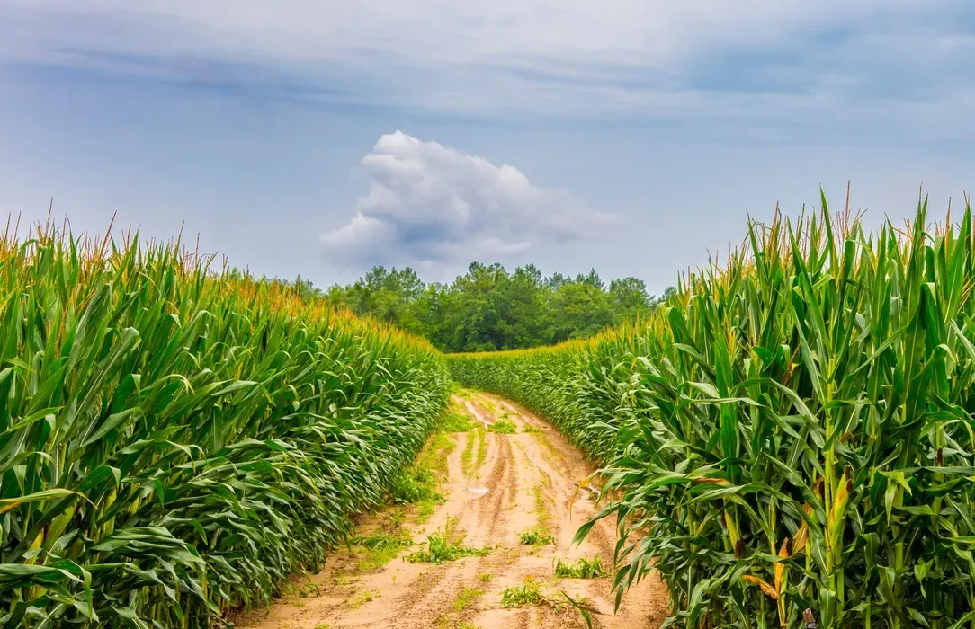 A field of ripening corn with a dirt road meander through it toward a copse of tree