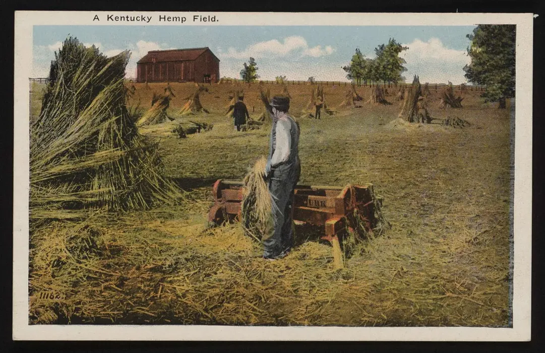 A sepia-toned image of a 19th century hemp field in Kentucky where men are harvesting the hemp plants.